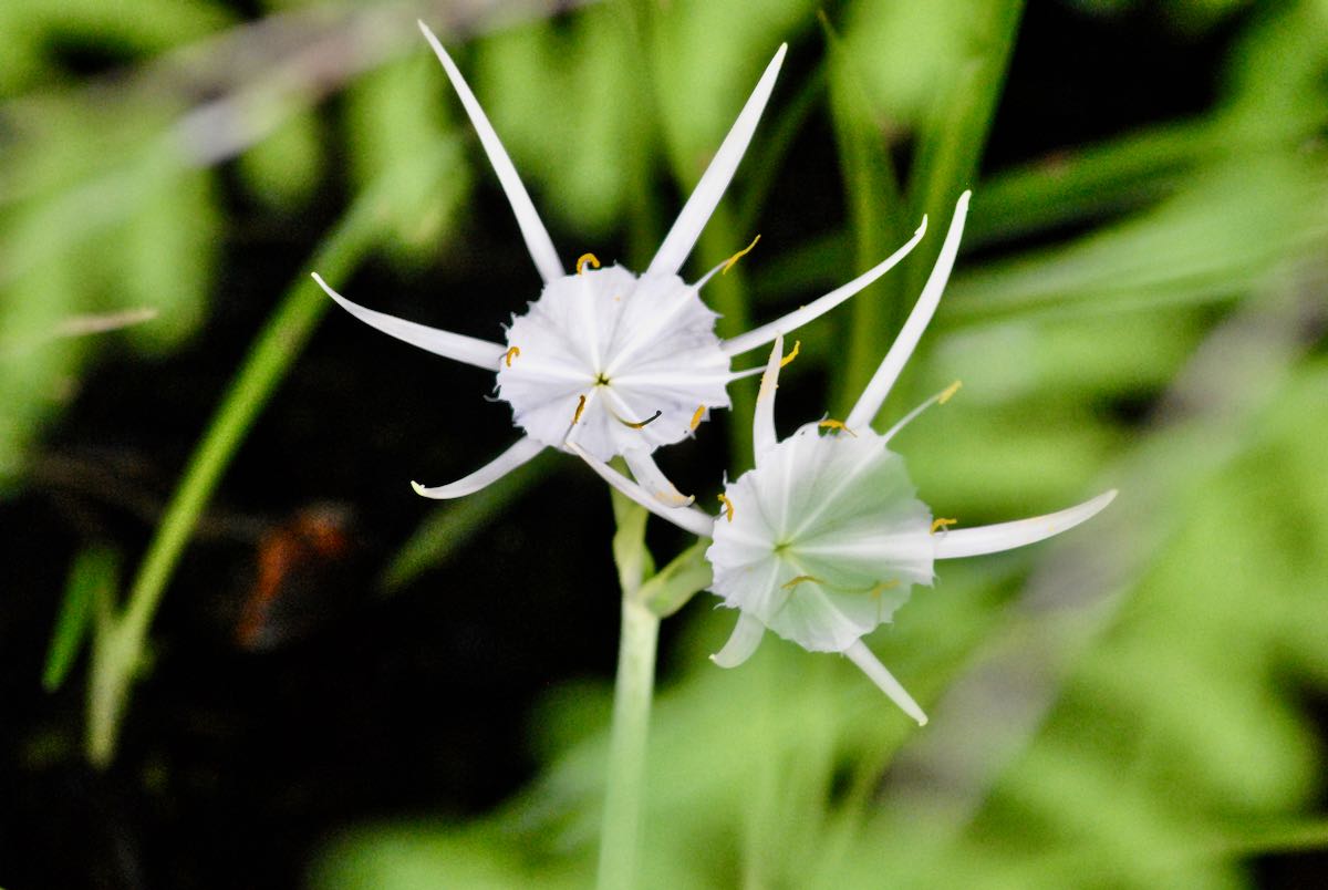 Florida Spider Lily — Hymenocallis tridentata